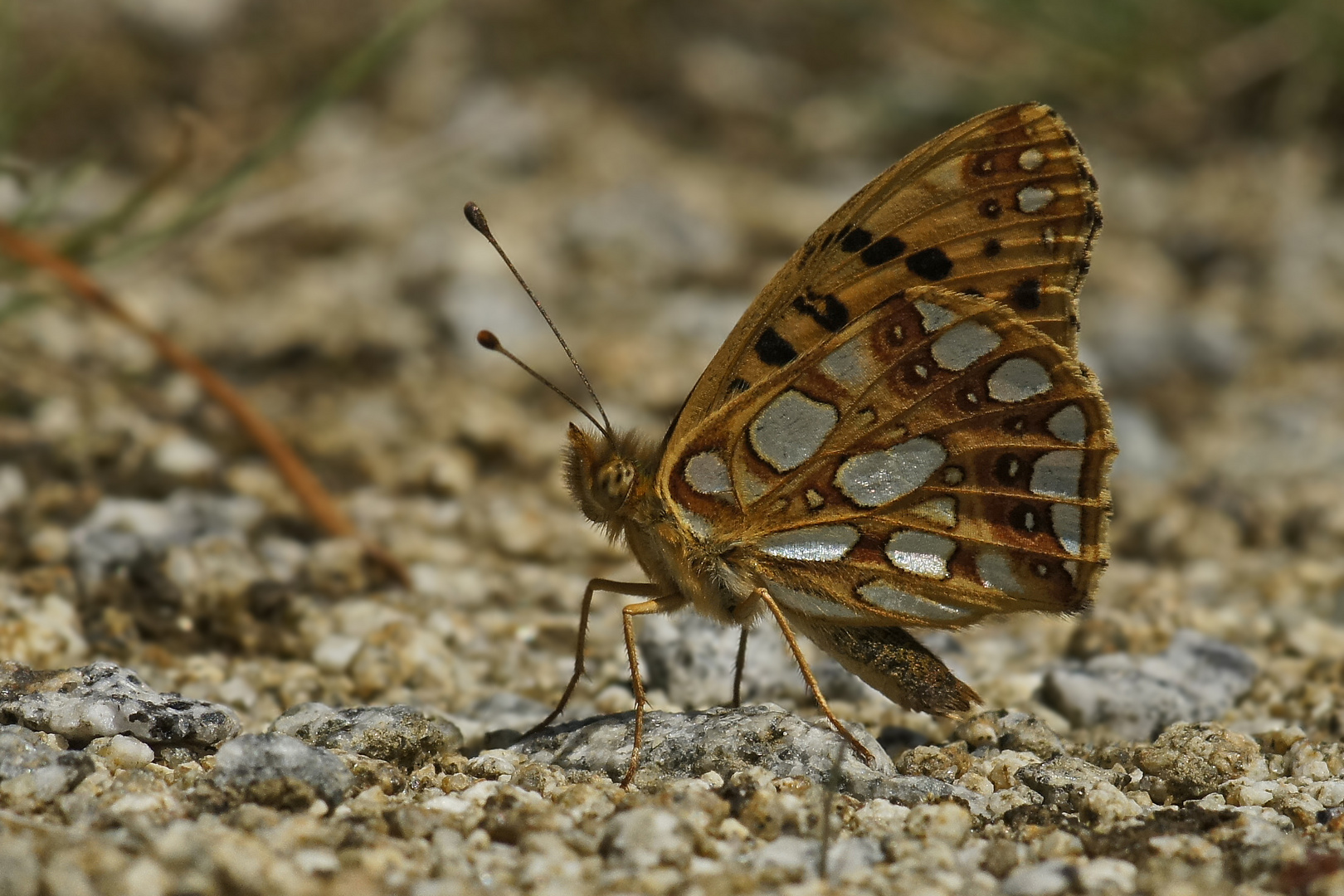 Kleiner Perlmuttfalter (Issoria lathonia)