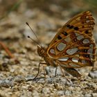 Kleiner Perlmuttfalter (Issoria lathonia)