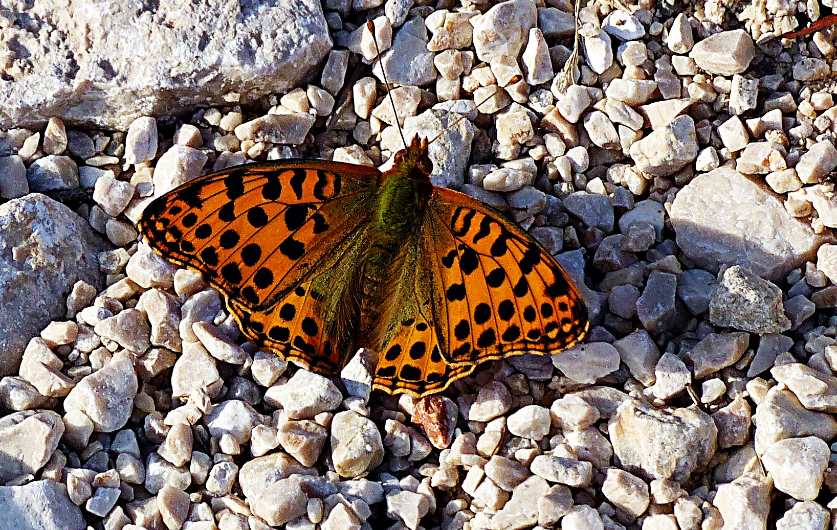 Kleiner Perlmuttfalter (Issoria lathonia) 