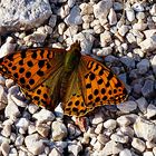 Kleiner Perlmuttfalter (Issoria lathonia) 