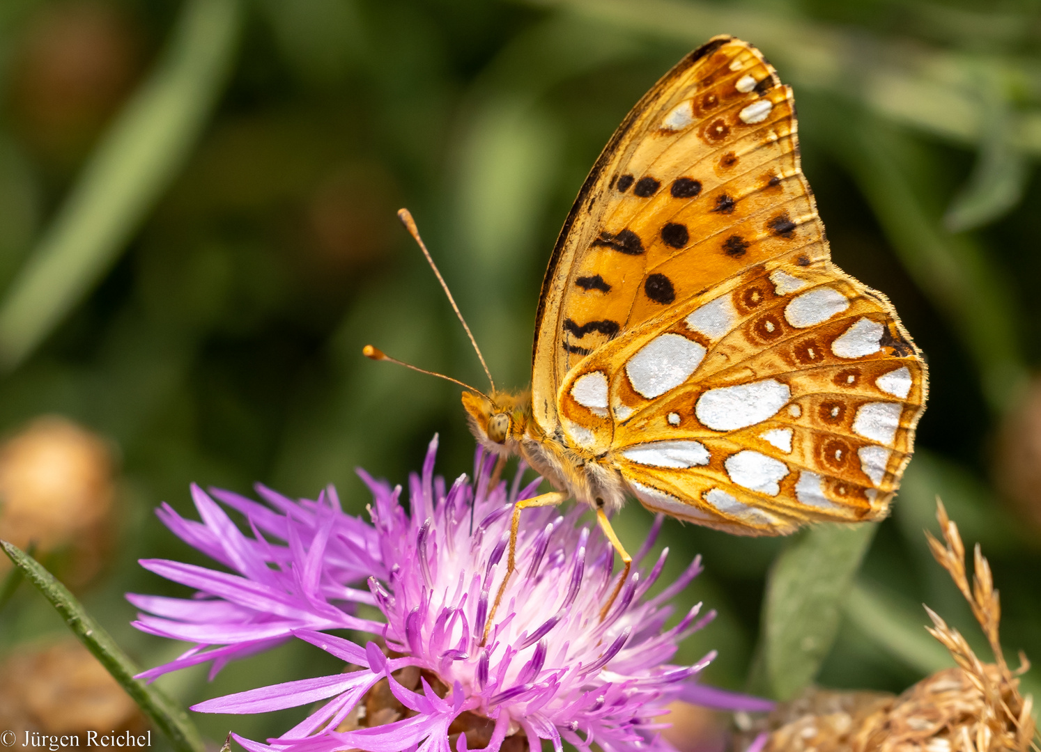 Kleiner Perlmuttfalter ( issoria lathonia )