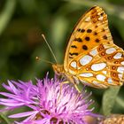 Kleiner Perlmuttfalter ( issoria lathonia )