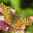 Kleiner Perlmuttfalter - Issoria lathonia