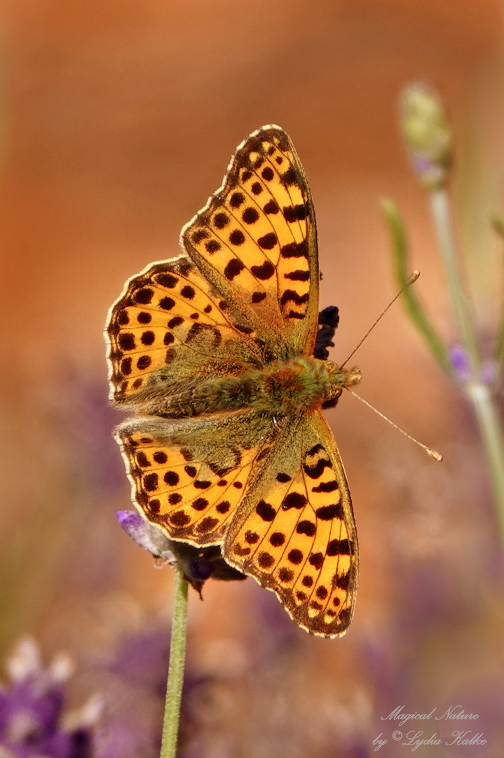 Kleiner Perlmuttfalter (Issoria lathonia)