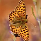 Kleiner Perlmuttfalter (Issoria lathonia)