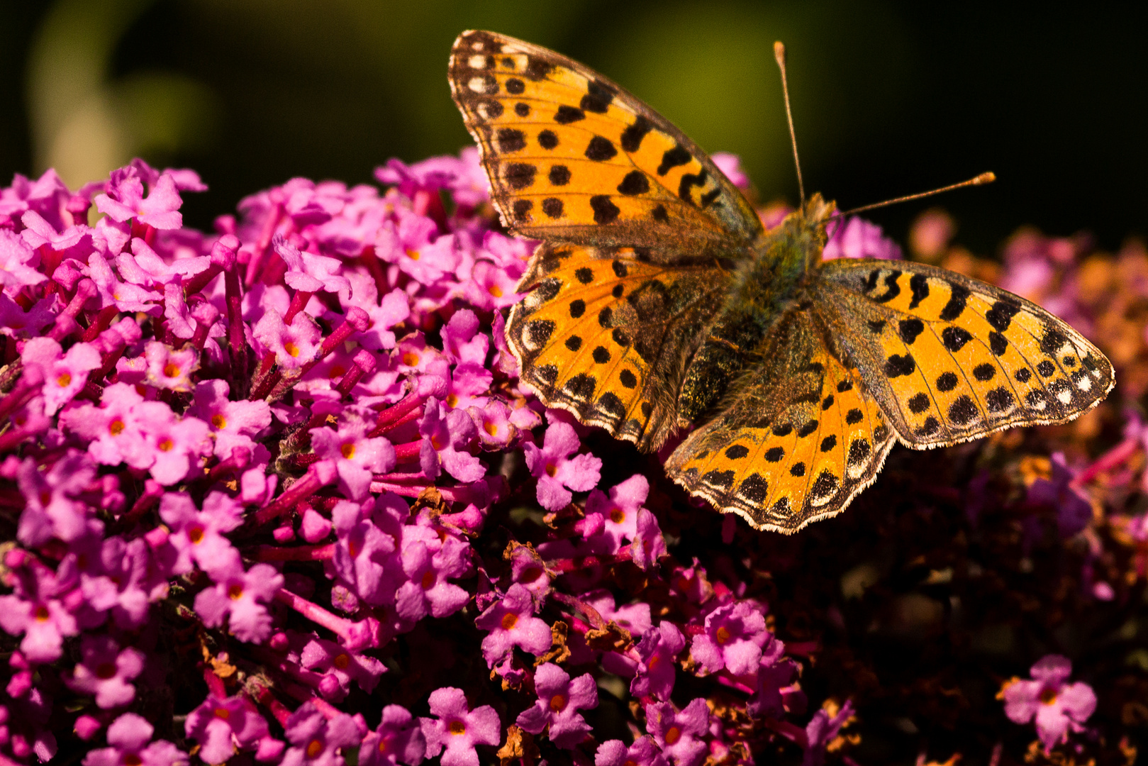 Kleiner Perlmuttfalter (Issoria lathonia)