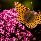 Kleiner Perlmuttfalter (Issoria lathonia)