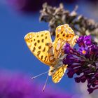 Kleiner Perlmuttfalter ( Issoria lathonia ) 