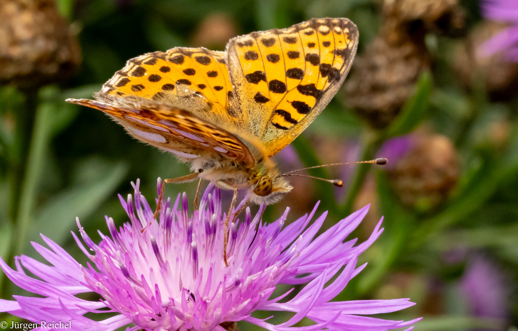 Kleiner Perlmuttfalter ( Issoria lathonia ) 