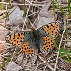 Kleiner Perlmuttfalter (Issoria lathonia)