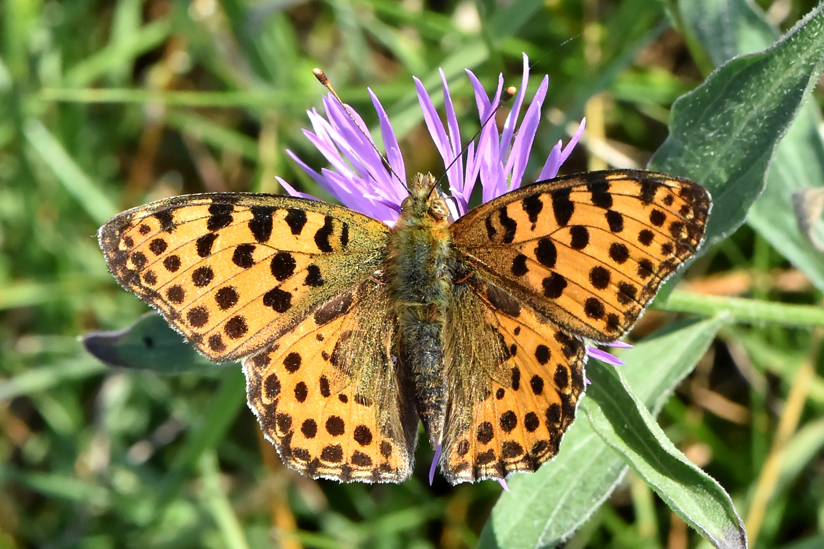 Kleiner Perlmuttfalter ( Issoria lathonia) an Flockenblume