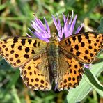 Kleiner Perlmuttfalter ( Issoria lathonia) an Flockenblume