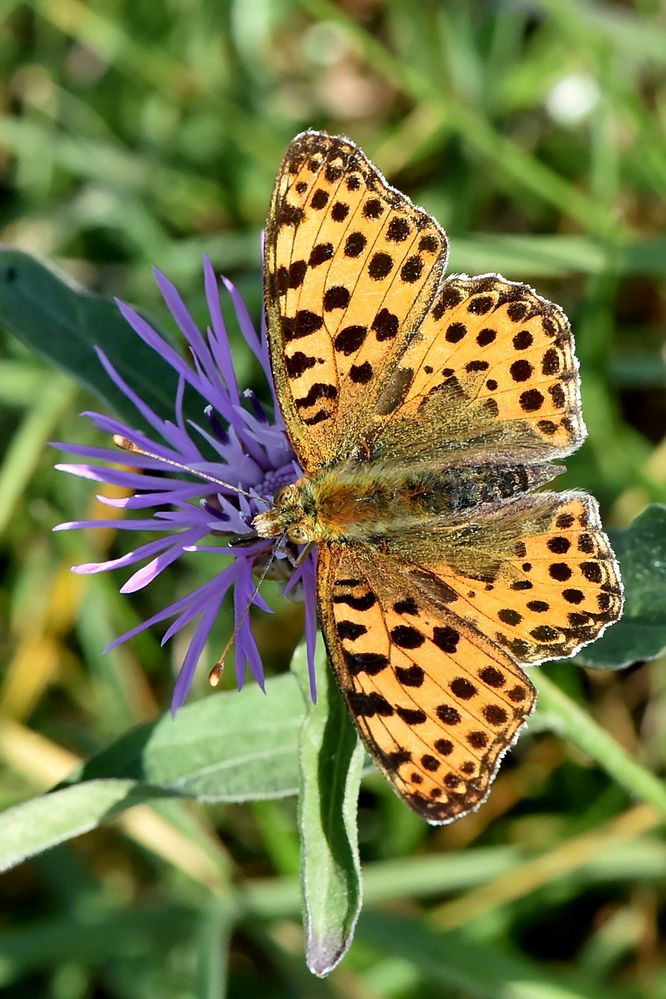 Kleiner Perlmuttfalter ( Issoria lathonia) auf Flockenblume