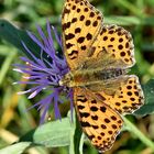 Kleiner Perlmuttfalter ( Issoria lathonia) auf Flockenblume