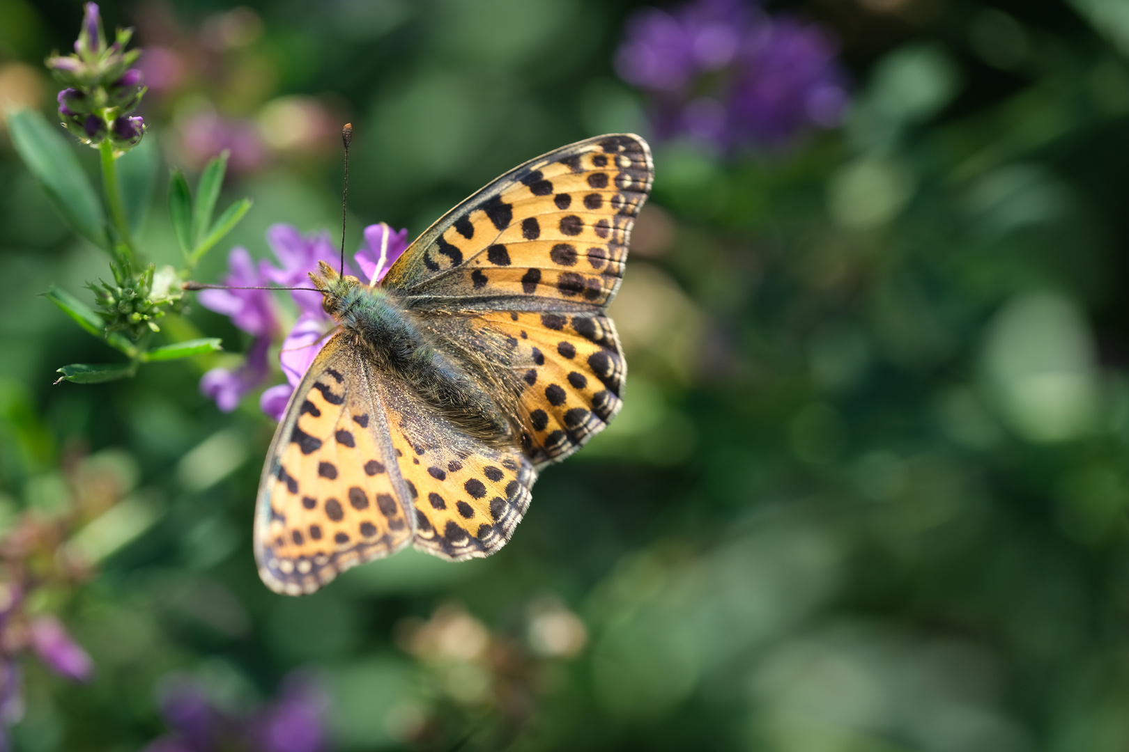 Kleiner Perlmuttfalter (Issoria lathonia) auf Vogelwicke (Vicia cracca)