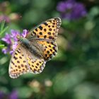 Kleiner Perlmuttfalter (Issoria lathonia) auf Vogelwicke (Vicia cracca)