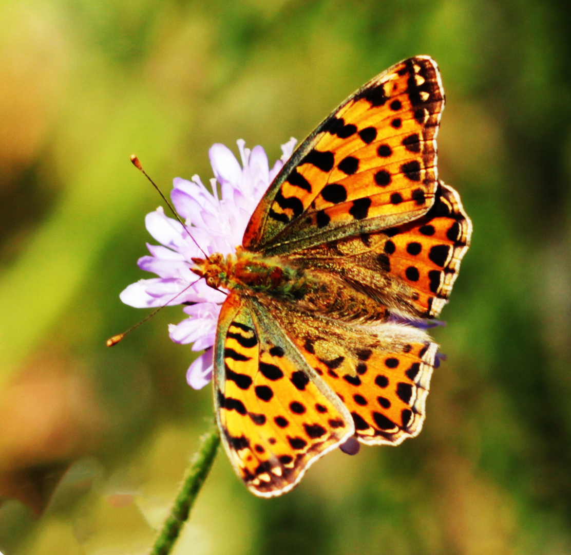 Kleiner Perlmuttfalter ((Issoria lathonia)