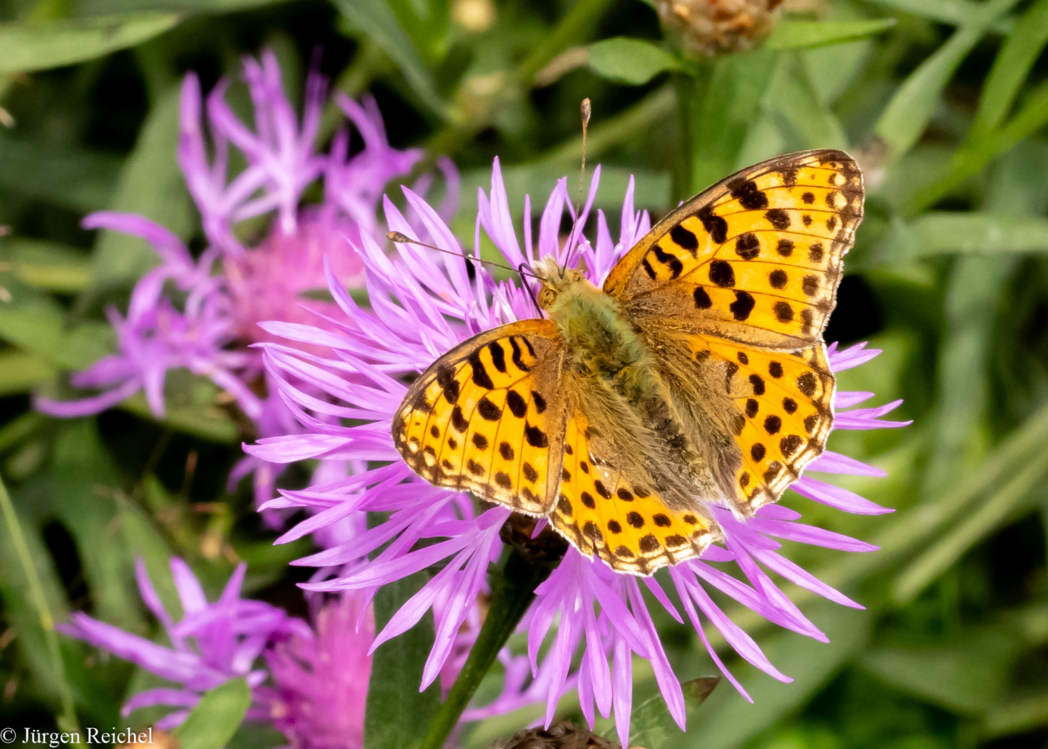 Kleiner Perlmuttfalter ( Issoria lathonia ) 