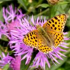 Kleiner Perlmuttfalter ( Issoria lathonia ) 