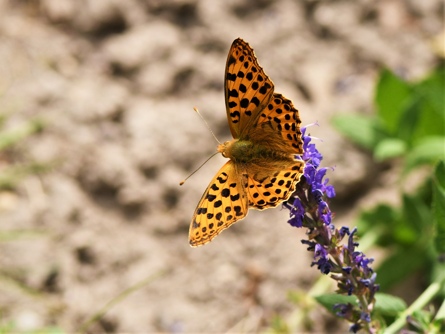 Kleiner Perlmuttfalter( Issoria lathonia )