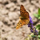 Kleiner Perlmuttfalter( Issoria lathonia )