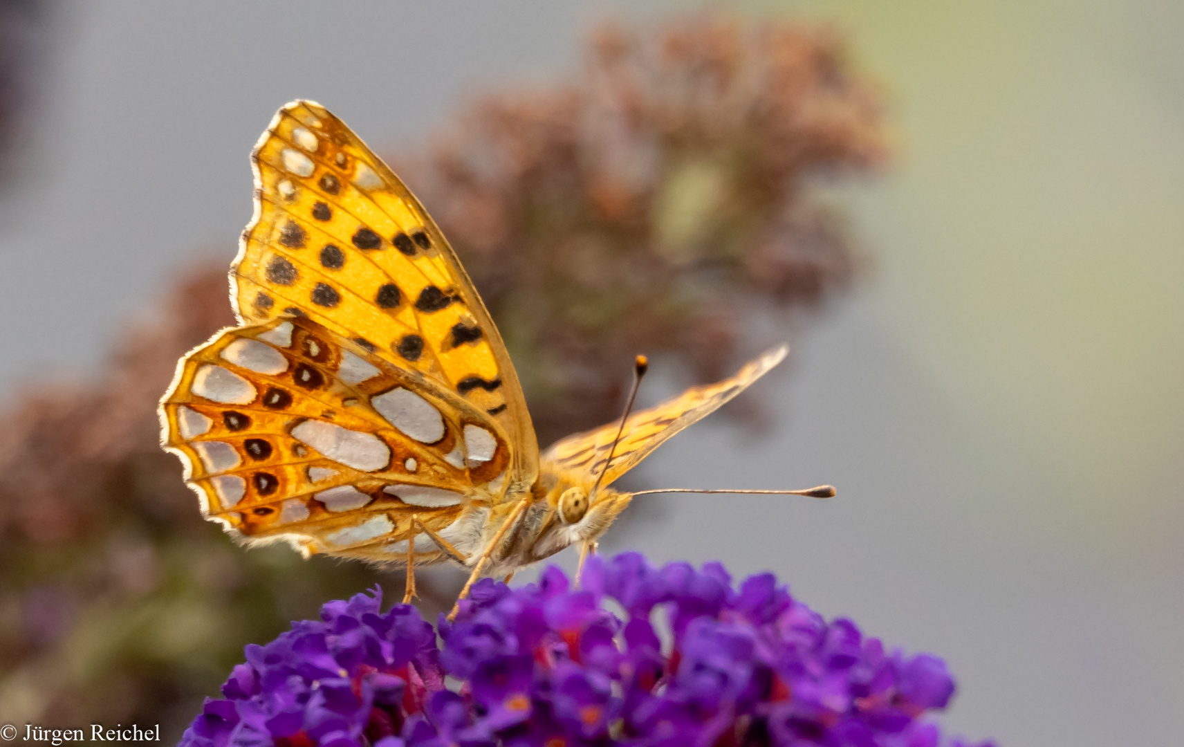 Kleiner Perlmuttfalter ( Issoria lathonia ) 