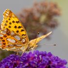 Kleiner Perlmuttfalter ( Issoria lathonia ) 