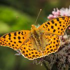 Kleiner Perlmuttfalter (Issoria lathonia)