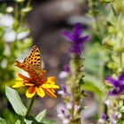 Kleiner Perlmuttfalter, Issoria lathonia