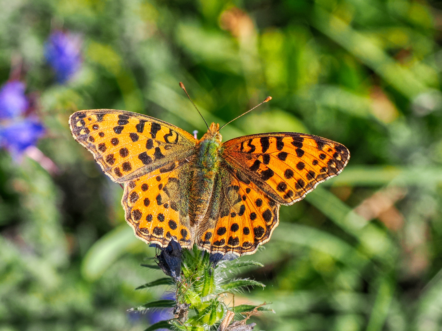 Kleiner Perlmuttfalter (Issoria lathonia)