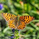 Kleiner Perlmuttfalter (Issoria lathonia)