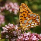 Kleiner Perlmuttfalter (Issoria lathonia)