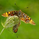 Kleiner Perlmuttfalter - Issoria lathonia  - Paarung