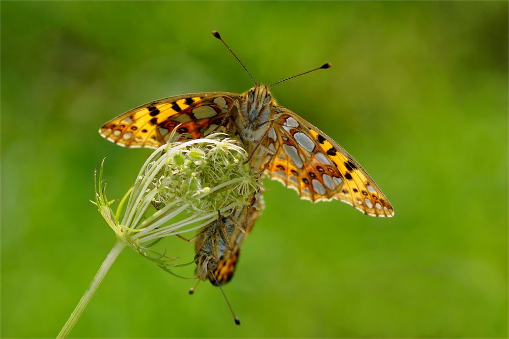 Kleiner Perlmuttfalter - Issoria lathonia  - Paarung