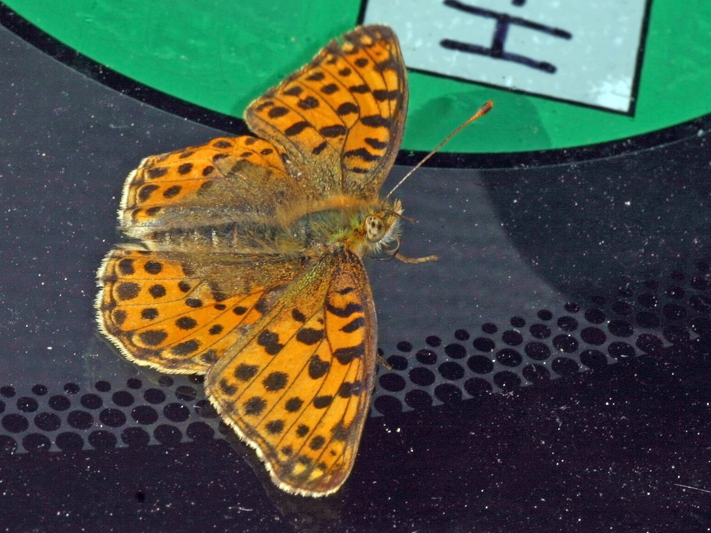 Kleiner Perlmuttfalter (Issoria lathonia, Syn.: Argynnis lathonia)....