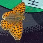 Kleiner Perlmuttfalter (Issoria lathonia, Syn.: Argynnis lathonia)....