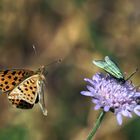 Kleiner Perlmuttfalter und Grünwidderchen