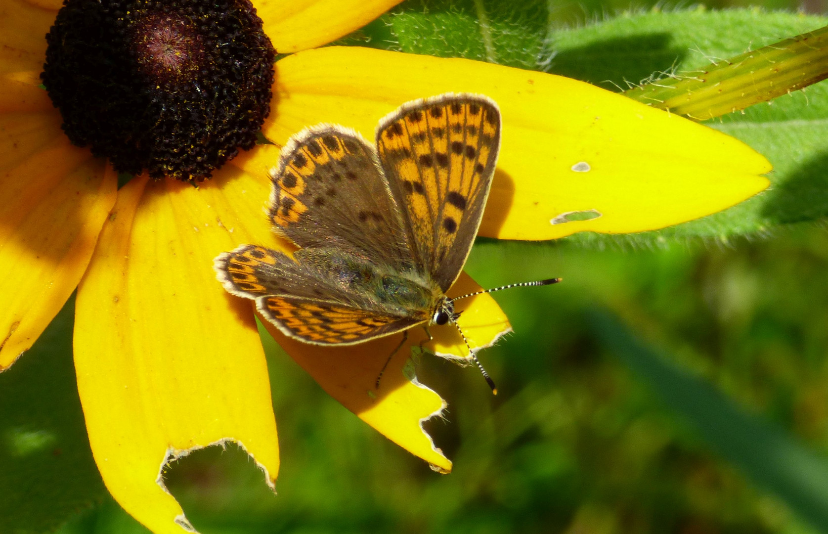 kleiner Permutfalter in meinem Garten, auf einer gelben Blüte