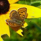 kleiner Permutfalter in meinem Garten, auf einer gelben Blüte