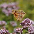 Kleiner Permuttfalter auf Oregano 01