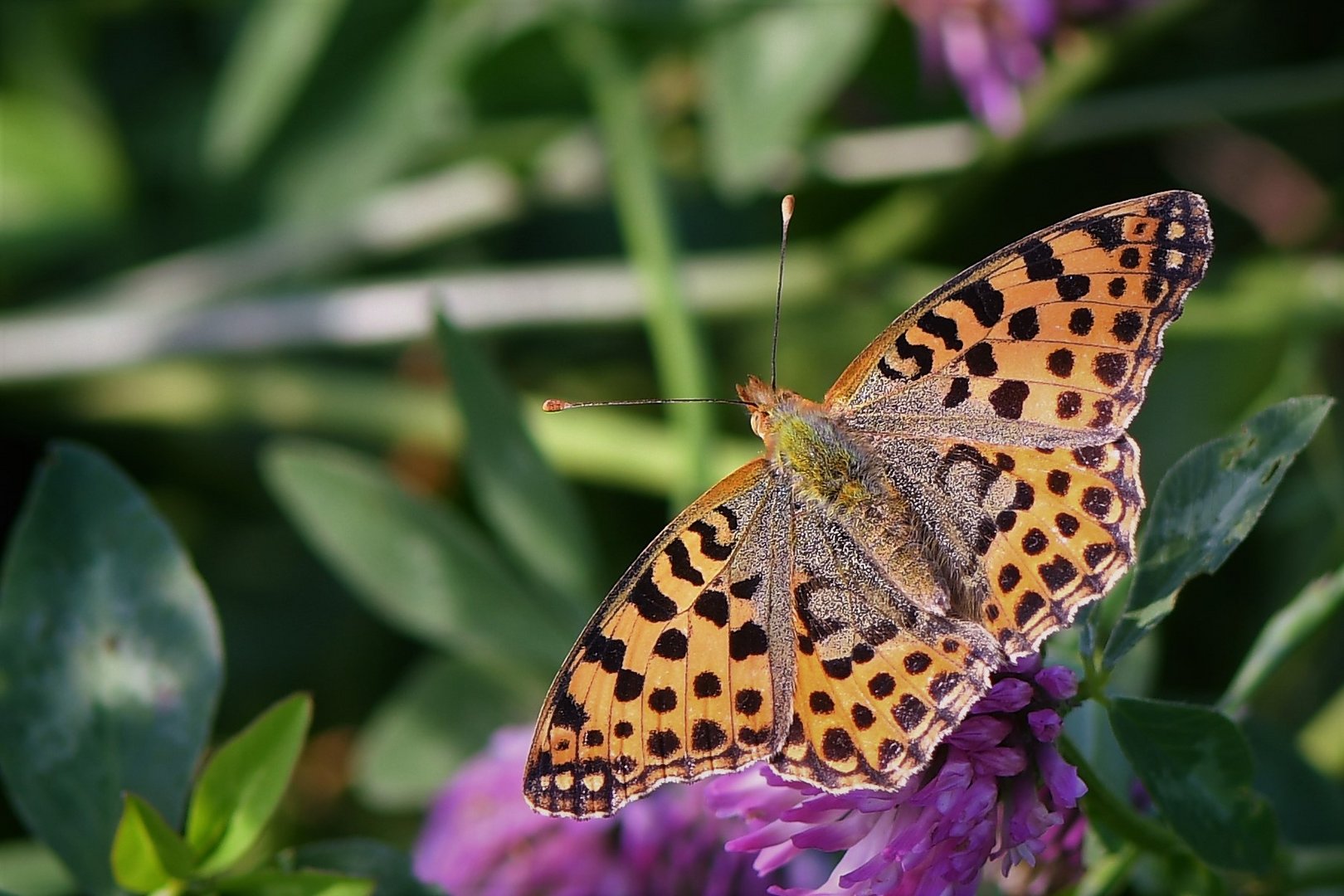 Kleiner Permuttfalter (Issoria lathonia )