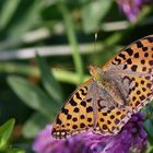 Kleiner Permuttfalter (Issoria lathonia )