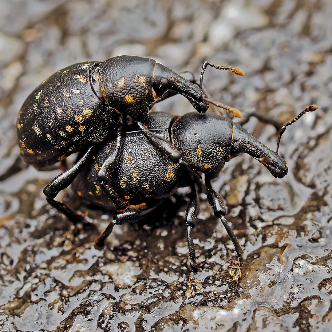 Kleiner Pestwurzrüssler  (Liparus germanus)