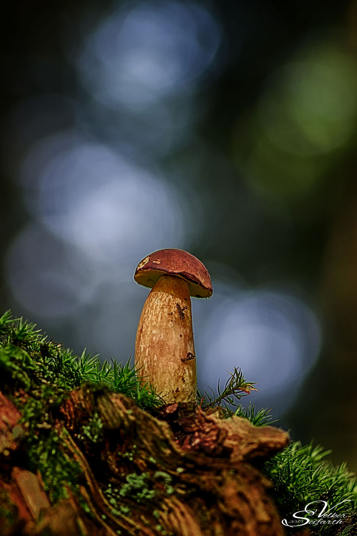 Kleiner Pilz am Baumstamm