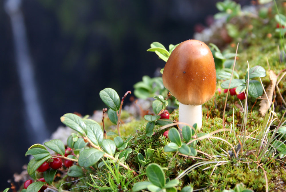 Kleiner Pilz am tiefen Abgrund