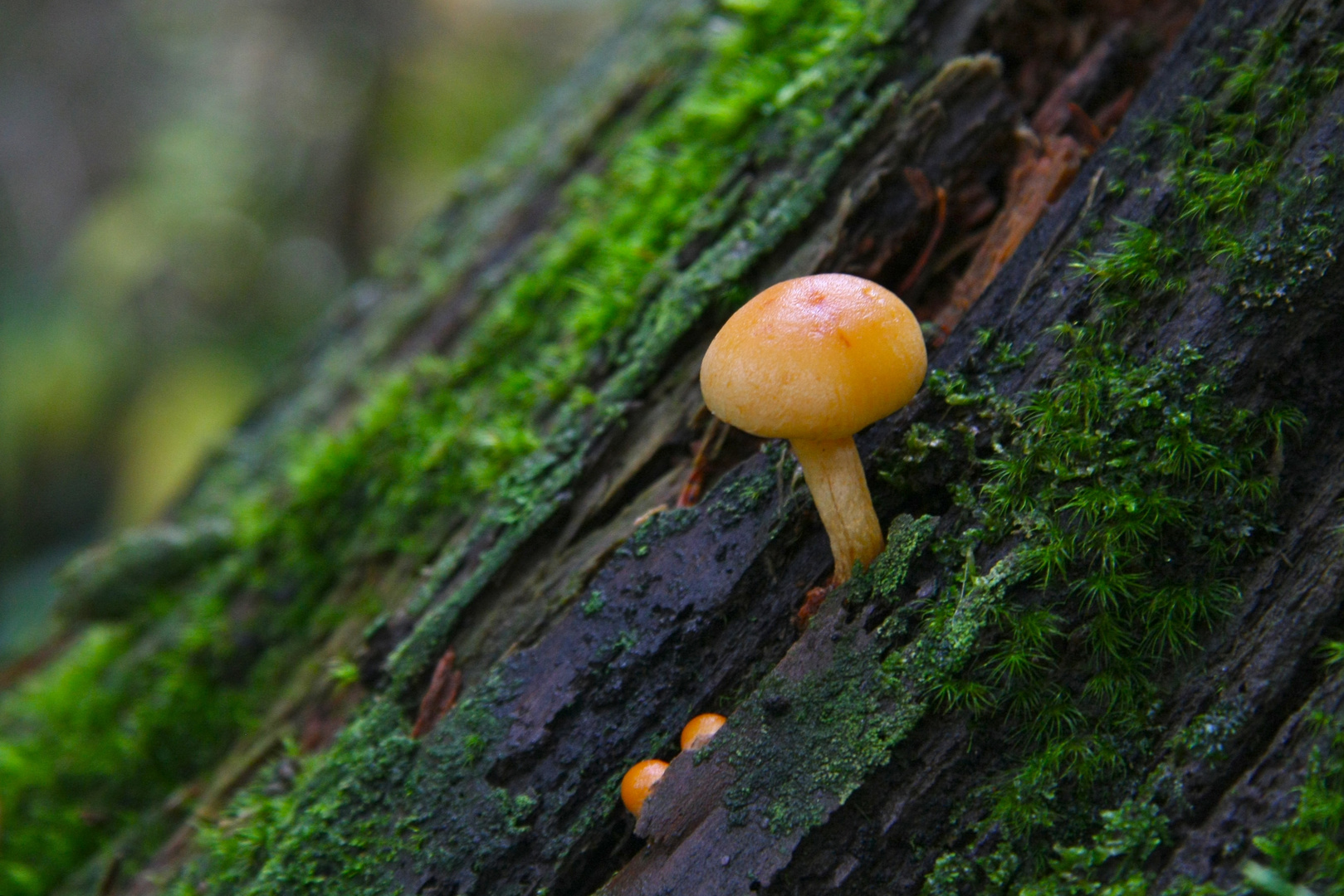 kleiner Pilz auf Baumrinde