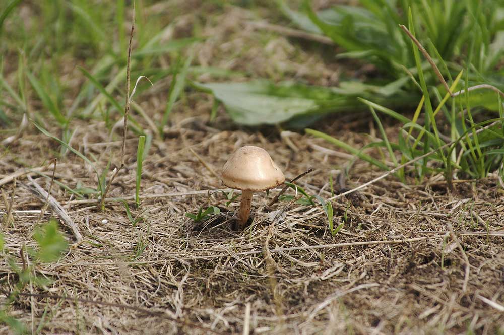 Kleiner Pilz auf Wiese