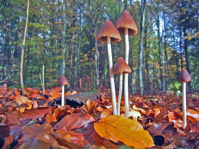 kleiner Pilz aus der Sicht eines Buchenblattes