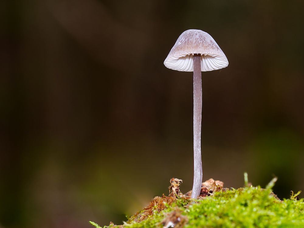 Kleiner Pilz..... Foto & Bild fotos, world, spezial Bilder auf