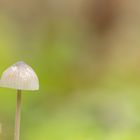 Kleiner Pilz ganz allein